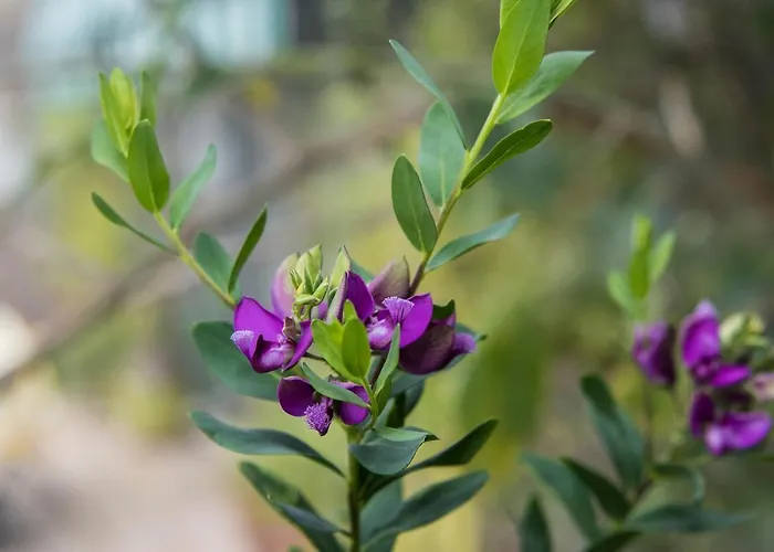 Relais Tribunali With Panoramic Terrace Naples